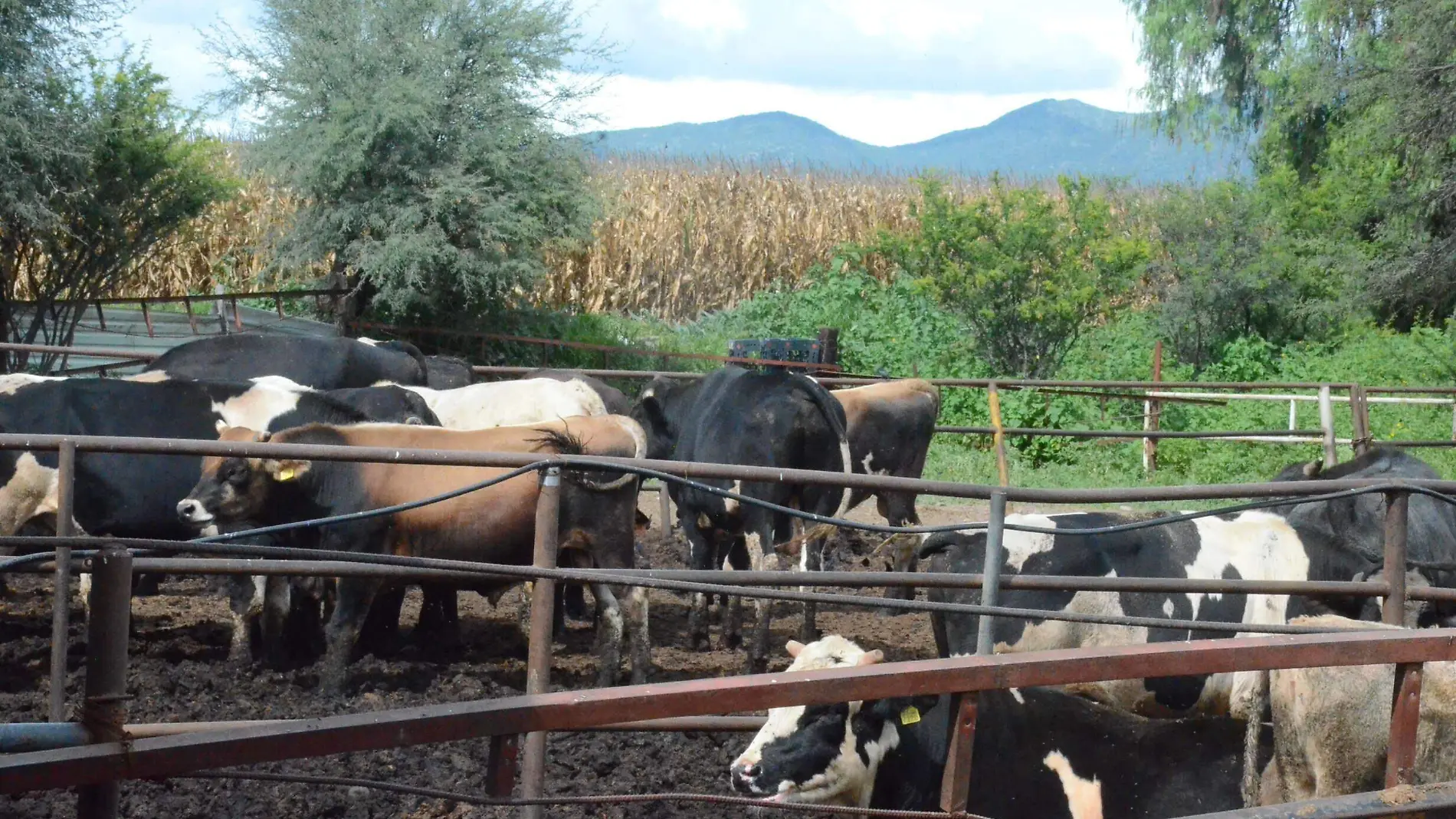 En época de lluvias hay menor producción de leche por la humedad que hay en el pasto.